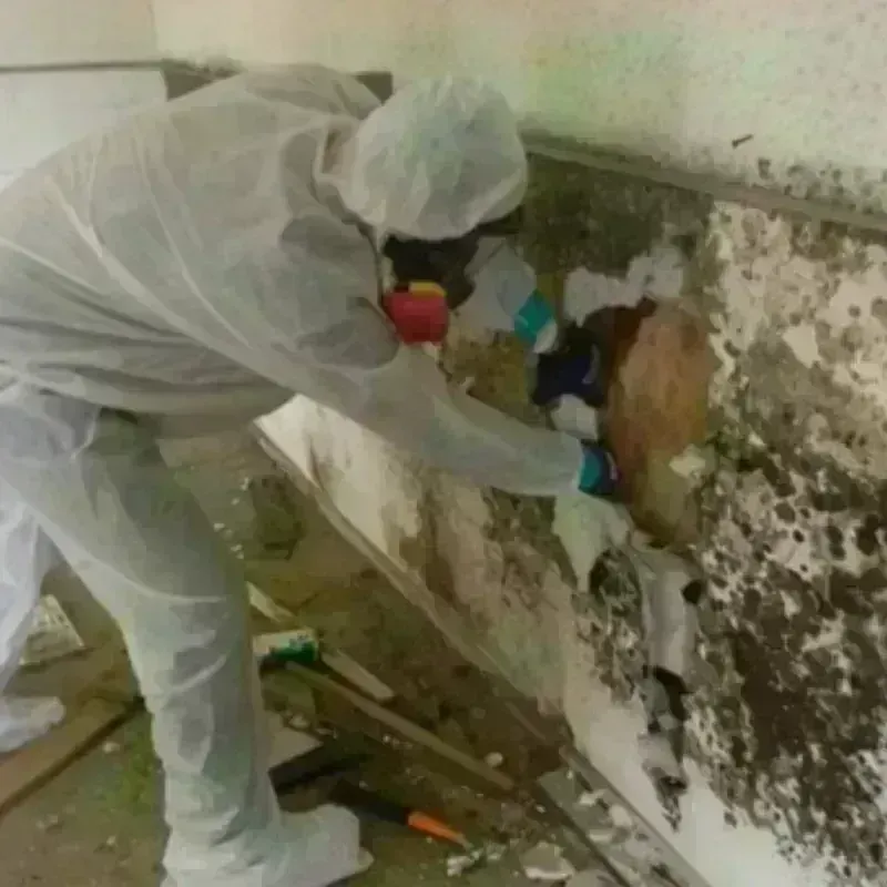 Mold Remediation and Removal in Fall Creek, WI